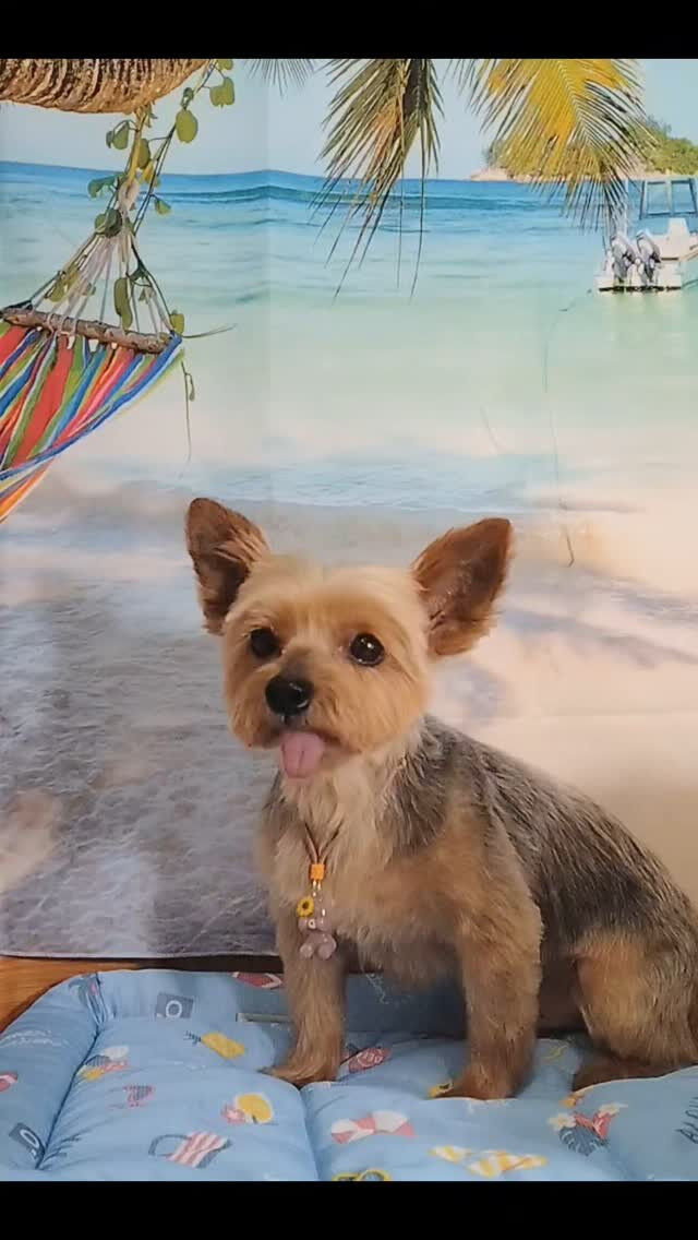 カイトくん🐶