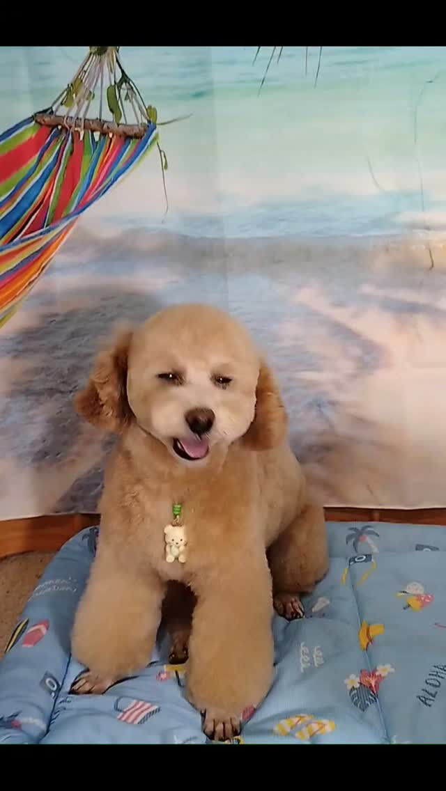 ロムくん🐶