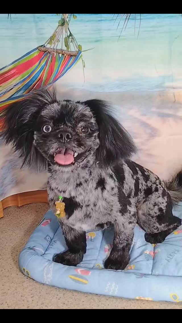 豆太ちゃん🐶