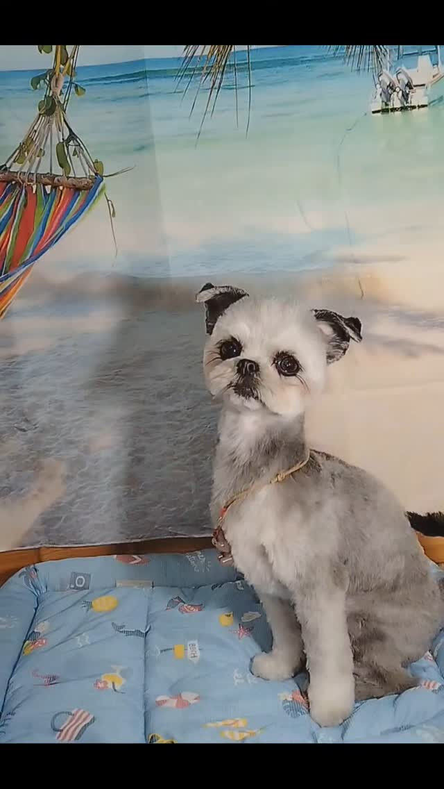 はなちゃん🐶