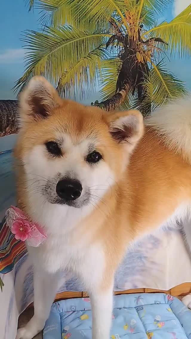 輝ちゃん🐶