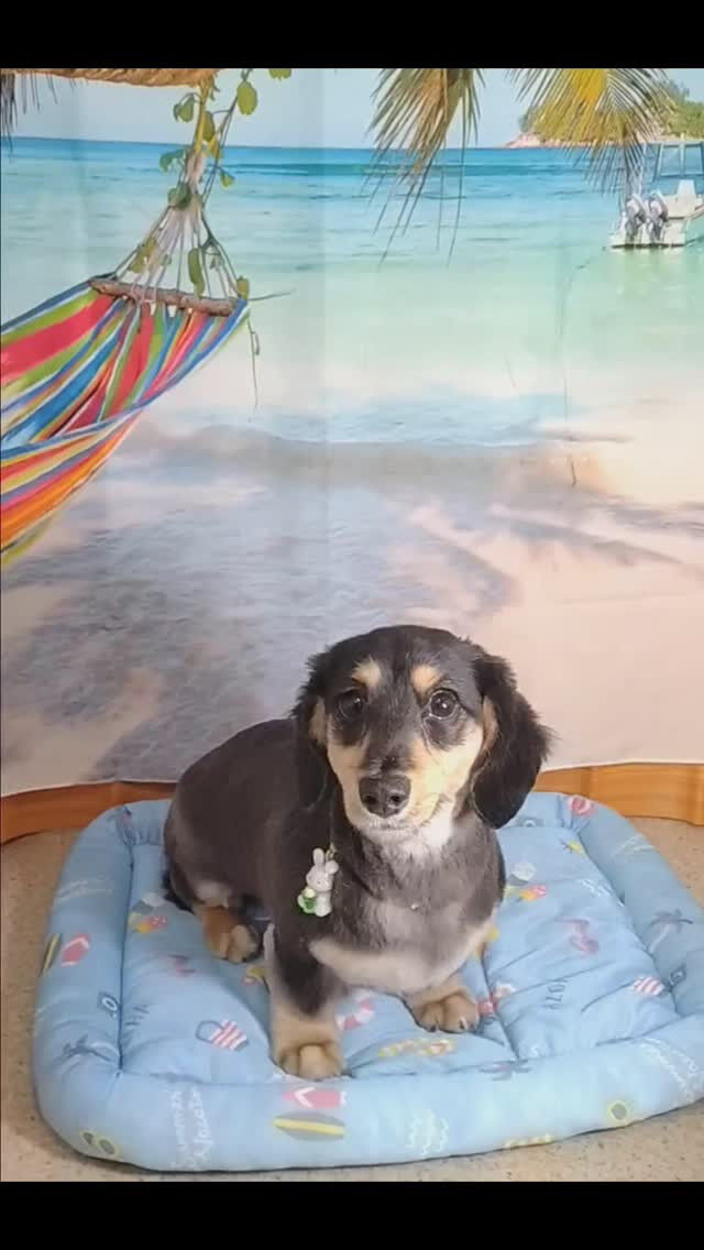 胡白ちゃん🐶