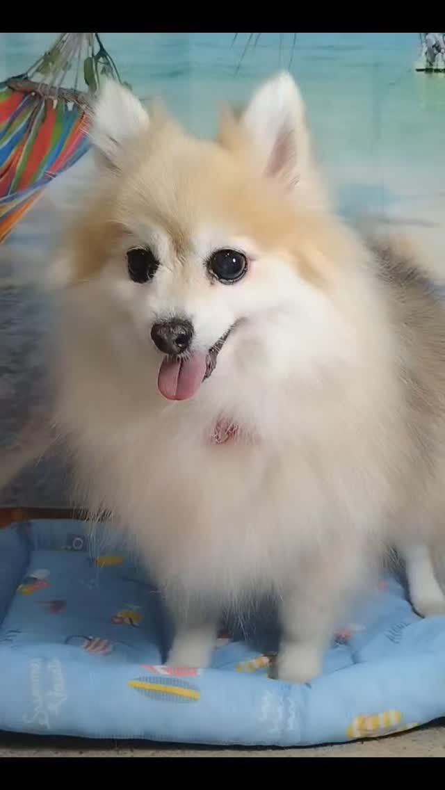 おまめちゃん🐶
