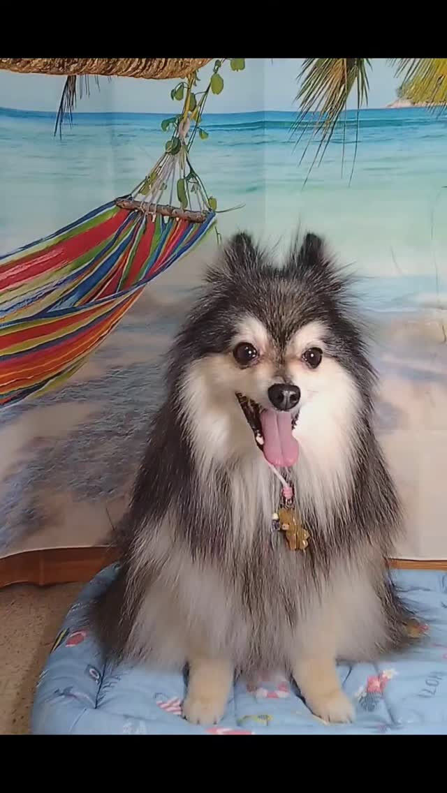 レオくん🐶