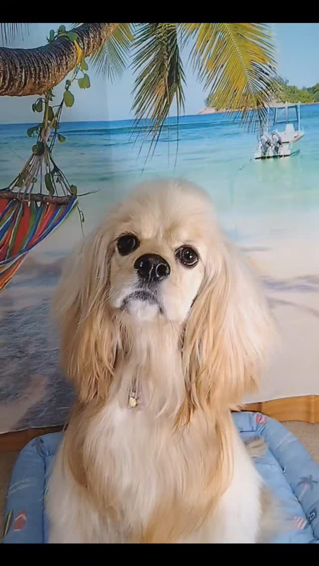 ペコちゃん🐶