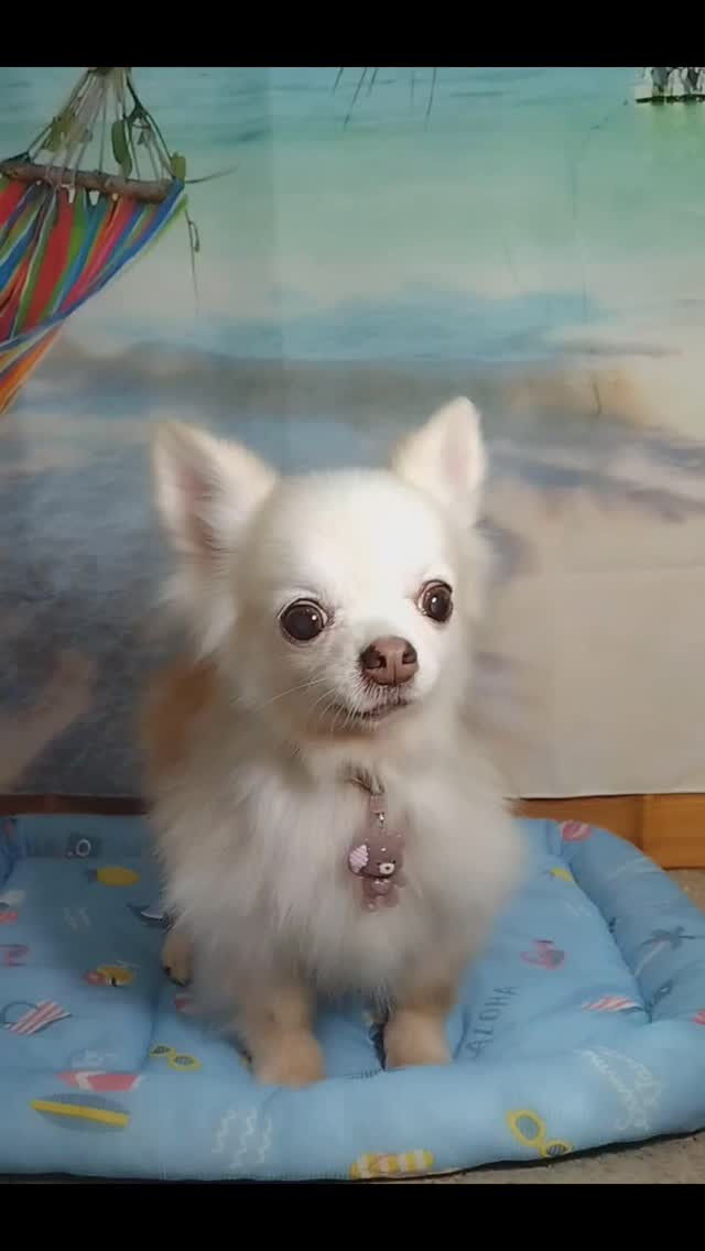 アキちゃん🐶
