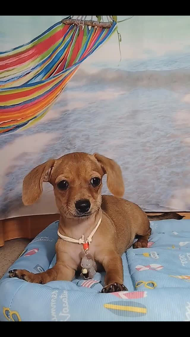杏樹ちゃん🐶