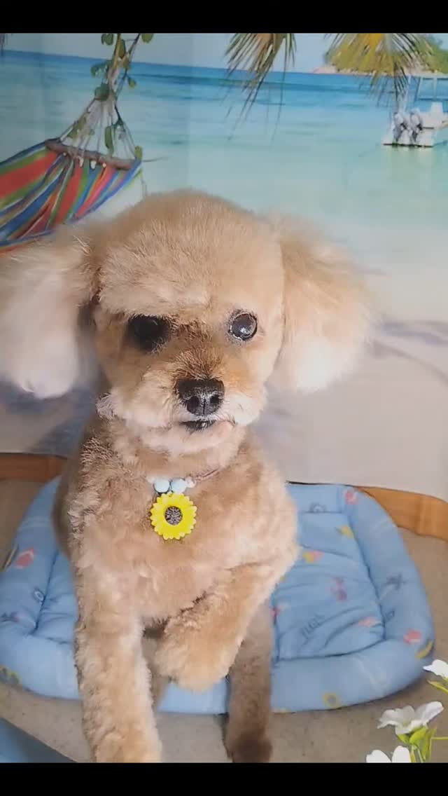 マカロンくん🐶