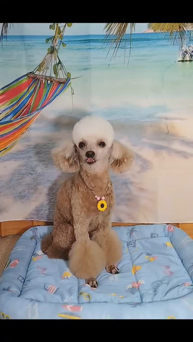 ニアちゃん🐶