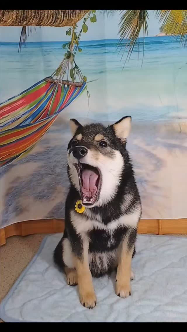 カイくん🐶
