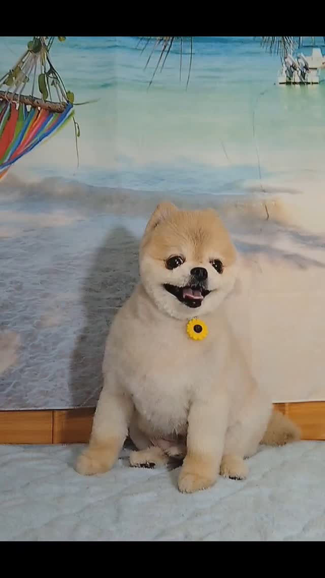おもちちゃん🐶