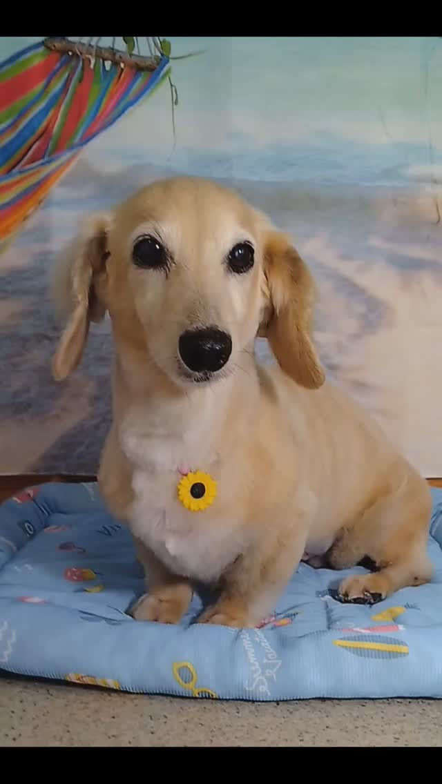 マロンちゃん🐶