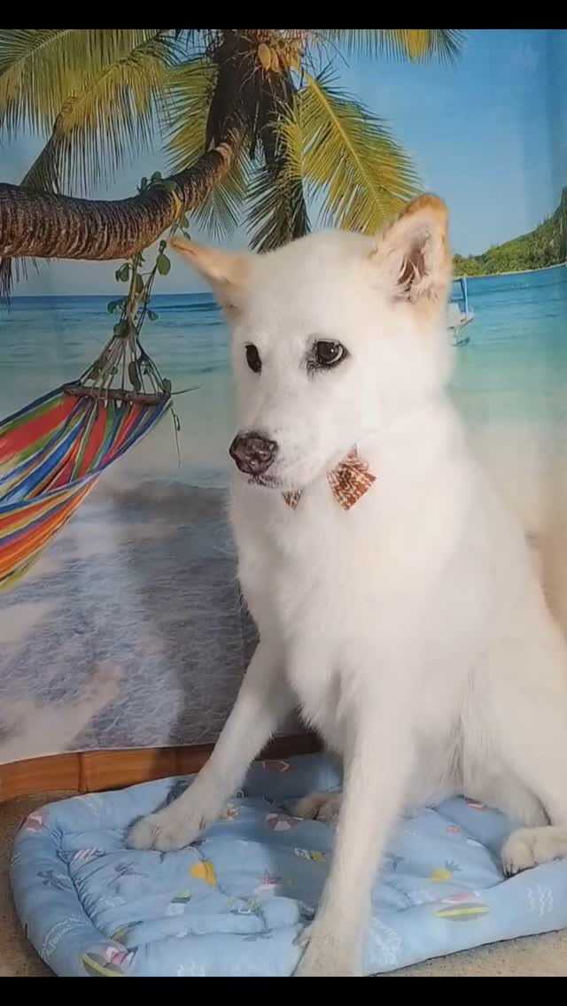 虎太朗くん🐶