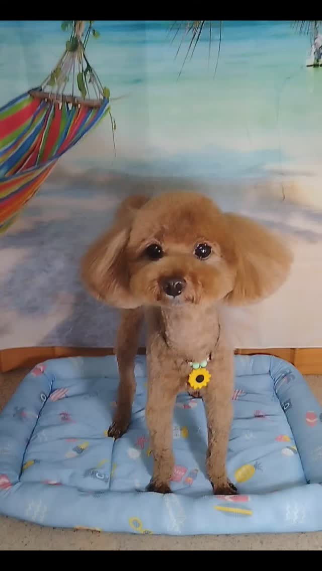 モコちゃん🐶