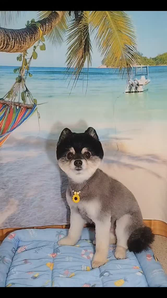 ソラくん🐶