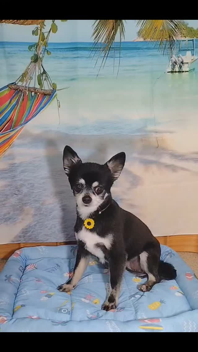 ラズちゃん🐶