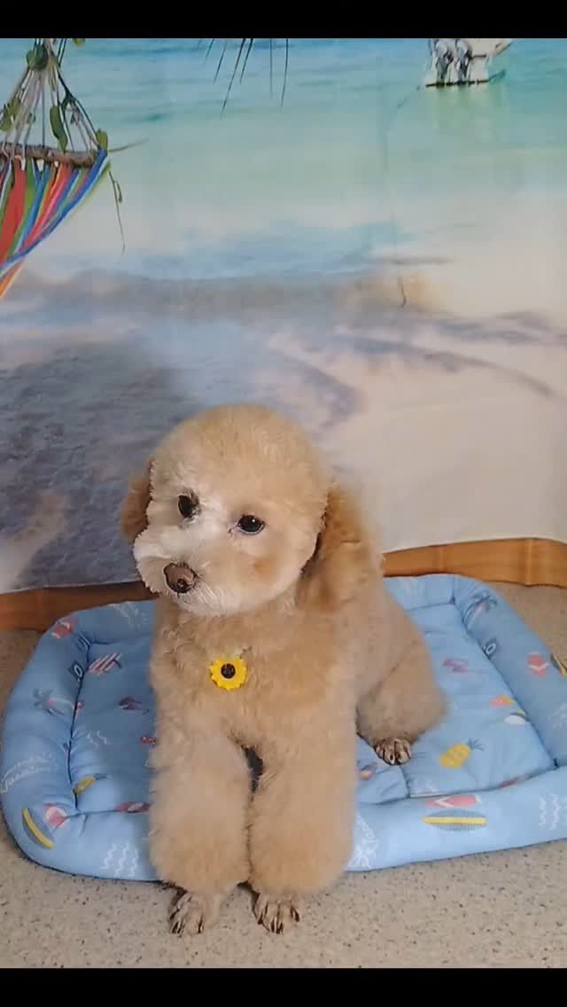 ロムくん🐶