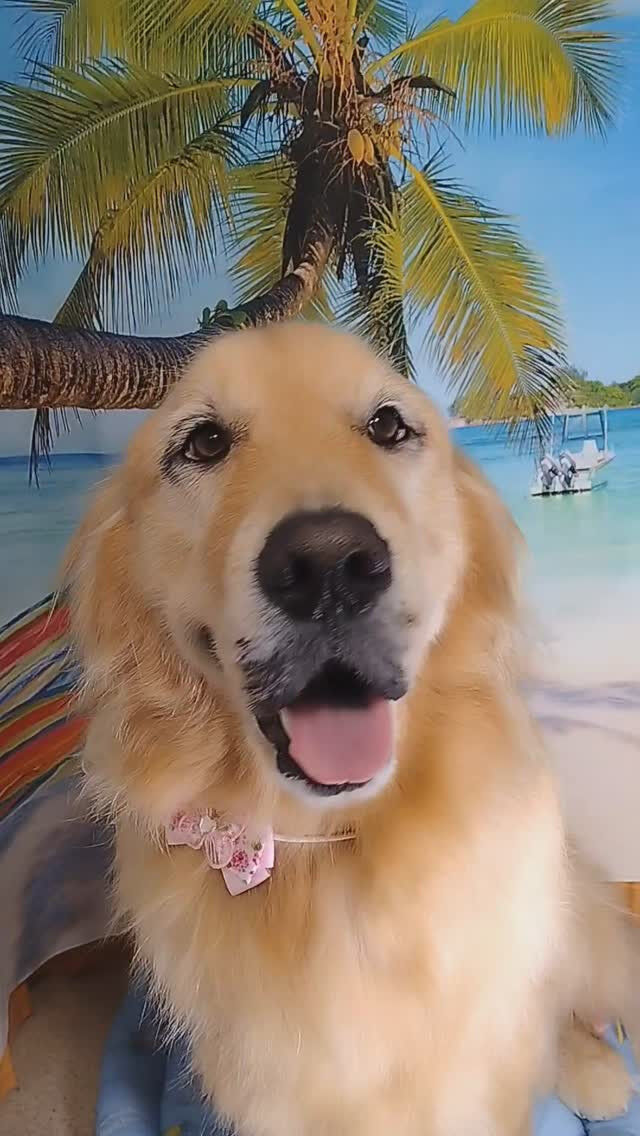 ビビちゃん🐶