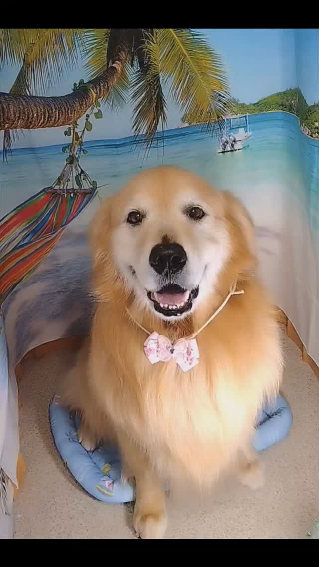 ココちゃん🐶