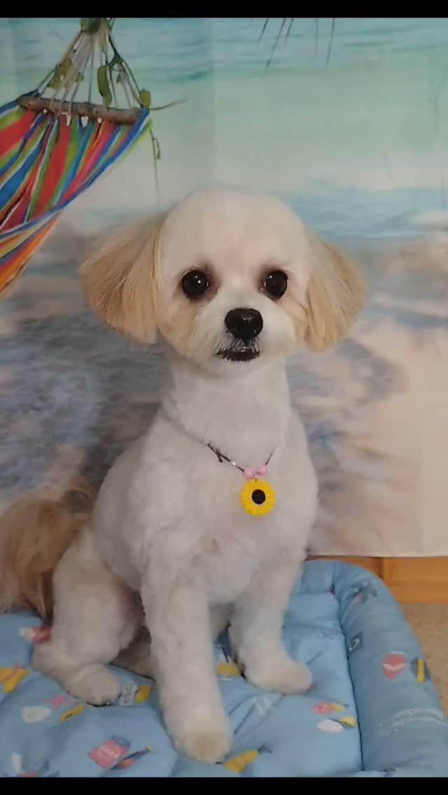 みぅちゃん🐶