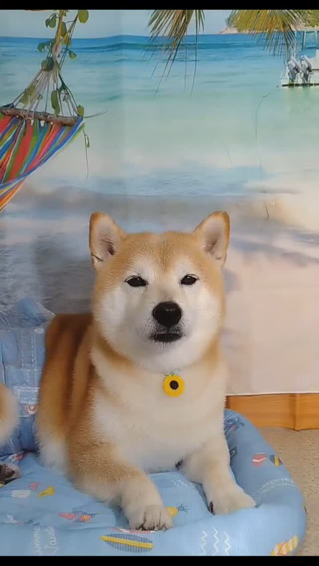 こぼすちゃん🐶