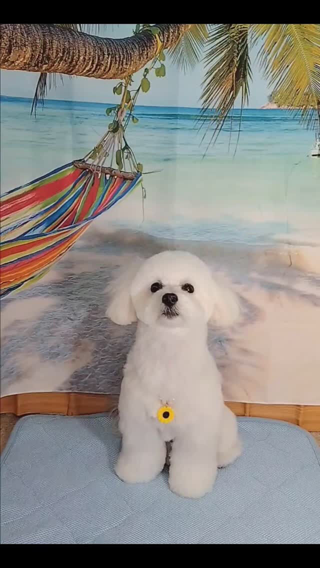 マロちゃん🐶