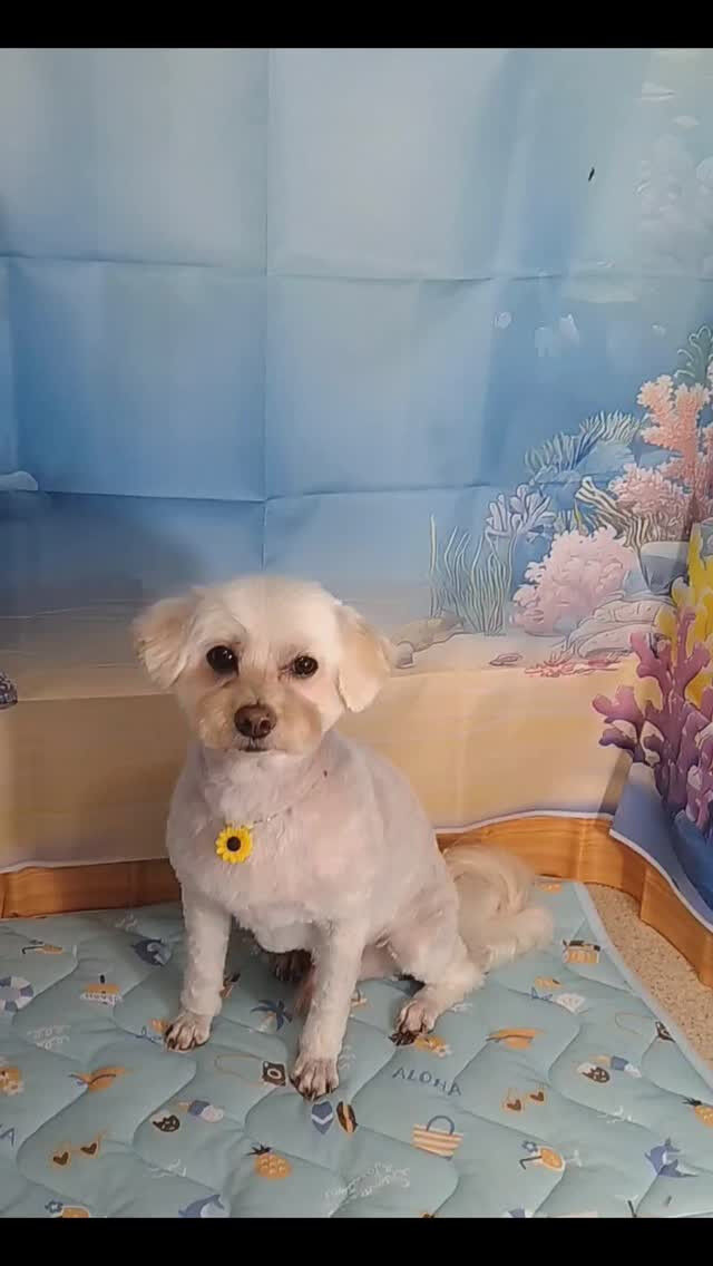 ココちゃん🐶