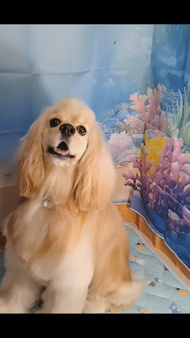 ペコちゃん🐶