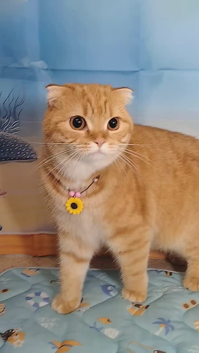 麦ちゃん😺