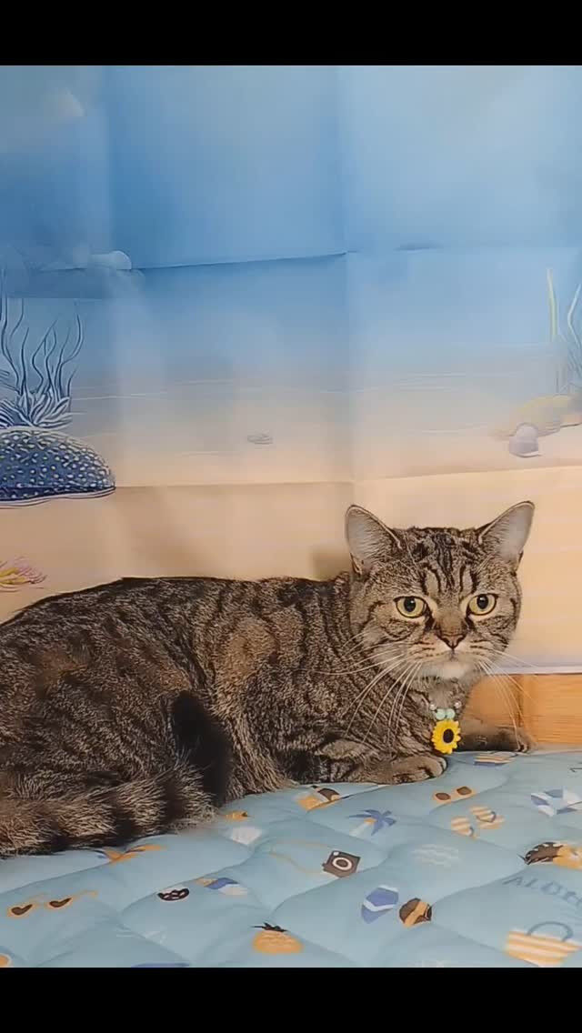 虎太郎くん😺