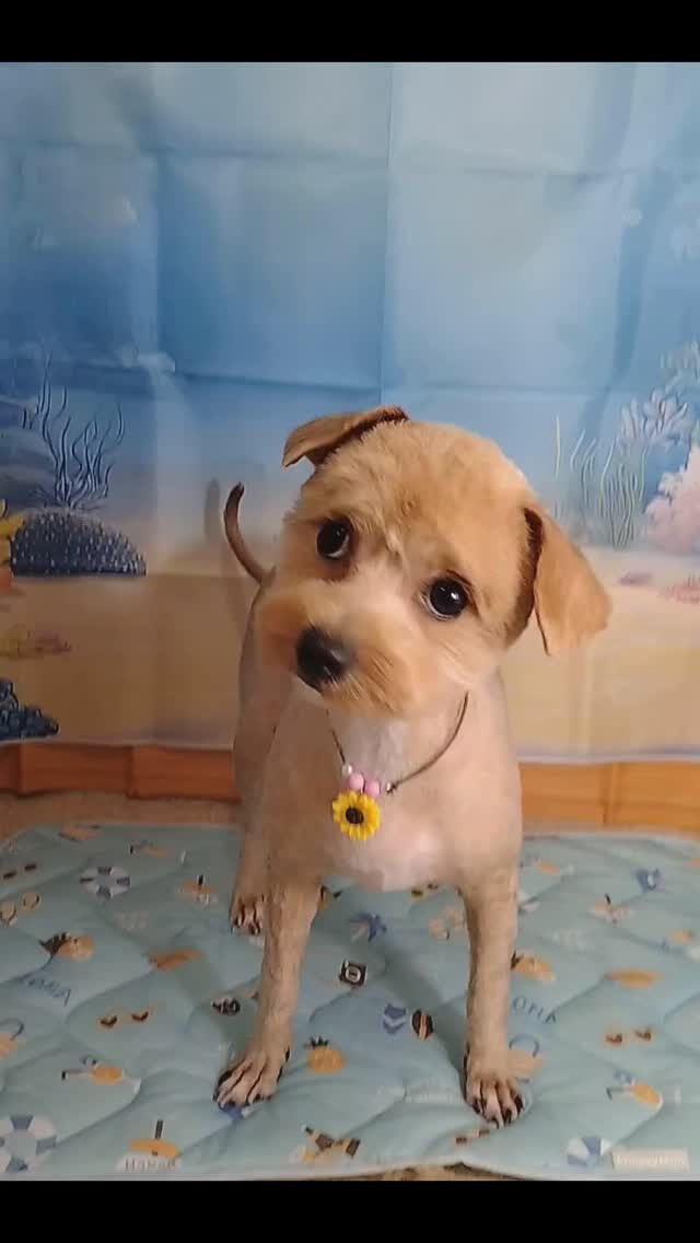 ぷりんちゃん🐶