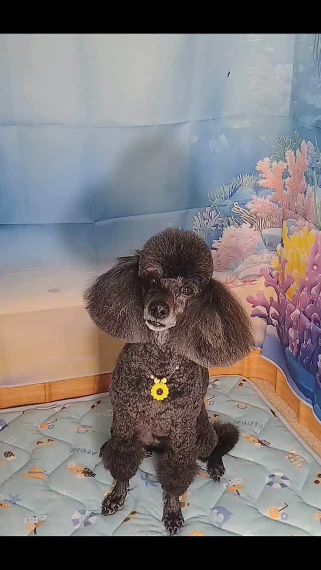 いわのりちゃん🐶