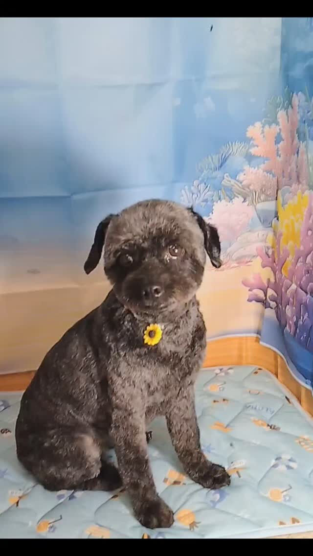 ライリーちゃん🐶