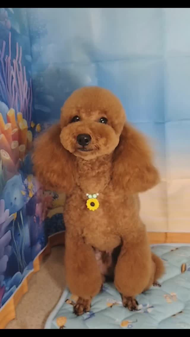 天ちゃん🐶