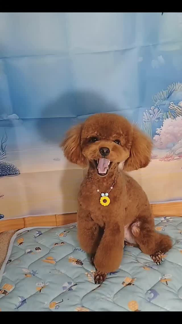 文ちゃん🐶