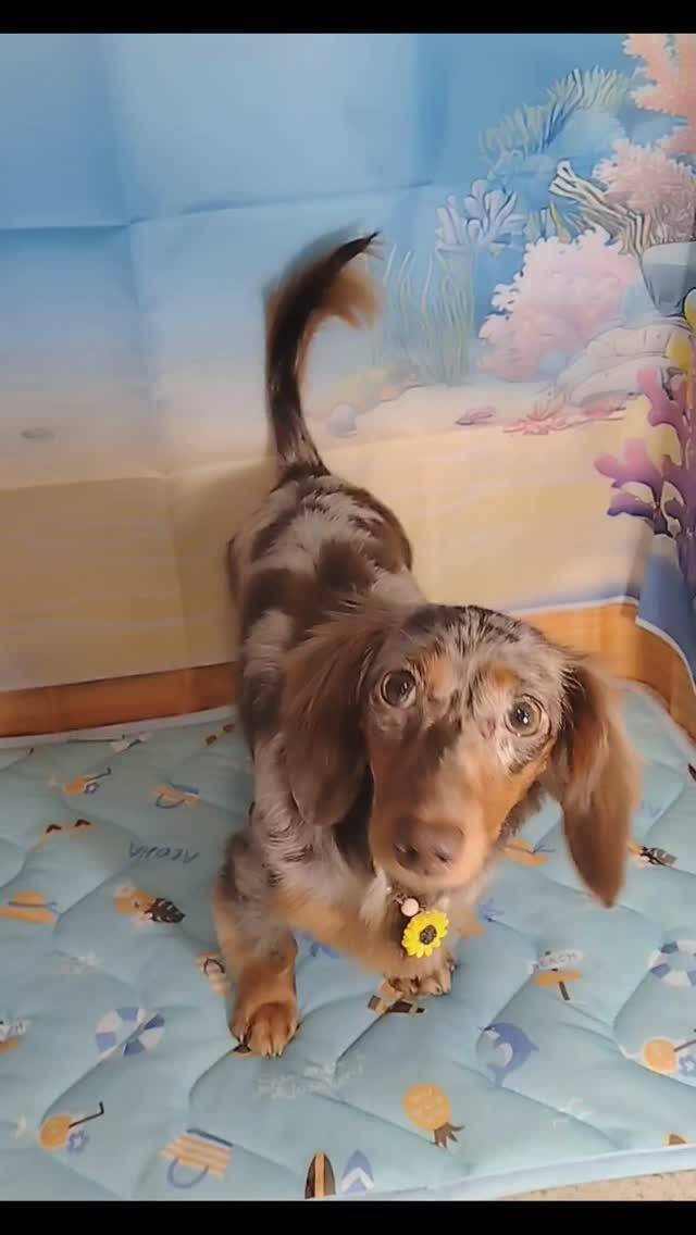 茶々ちゃん🐶