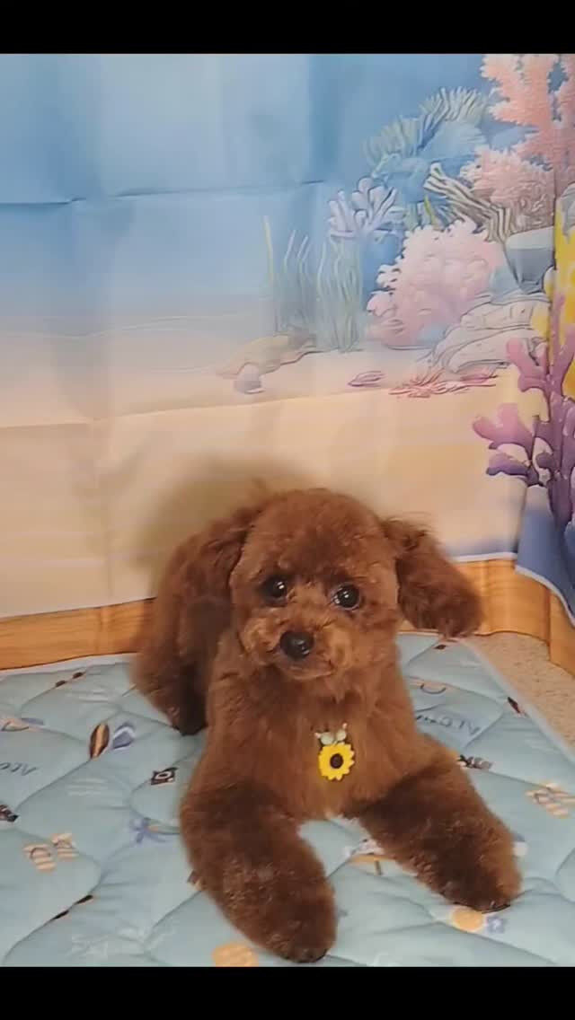 りあんちゃん🐶