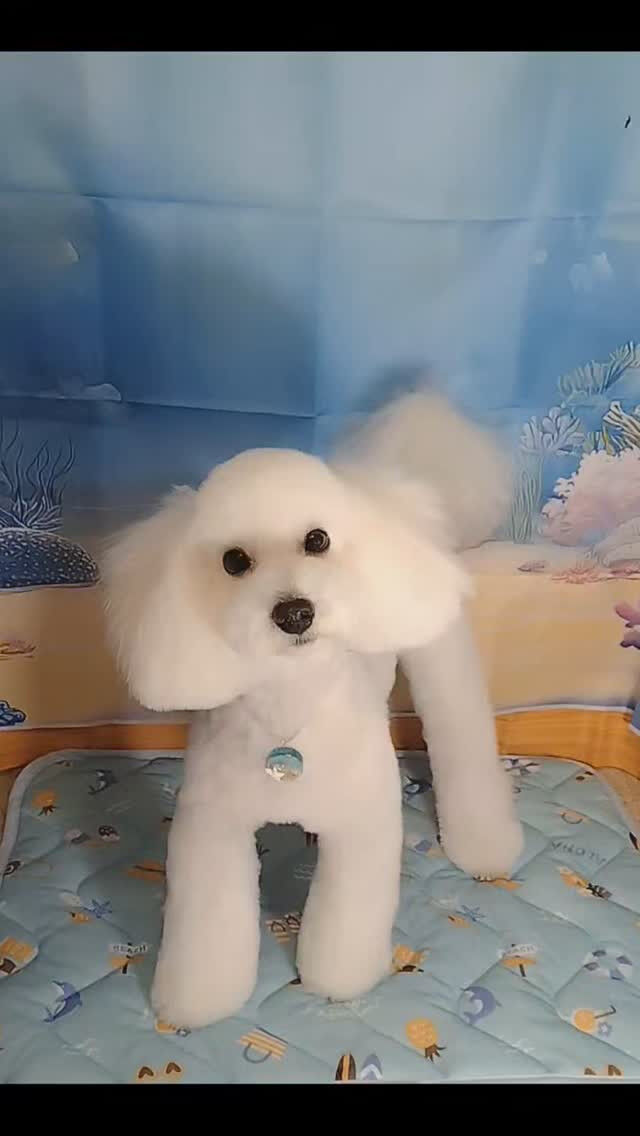 福ちゃん🐶