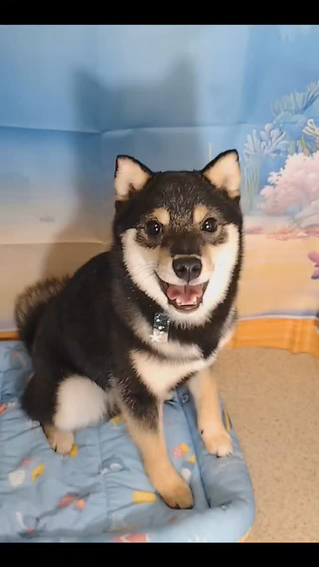 カイくん🐶