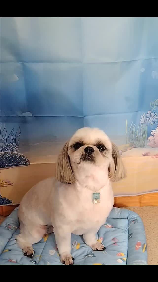 サランちゃん🐶