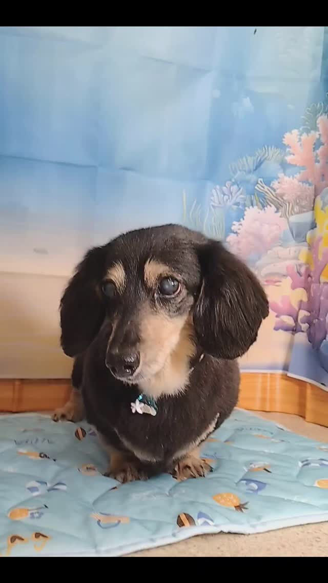 マロンちゃん🐶