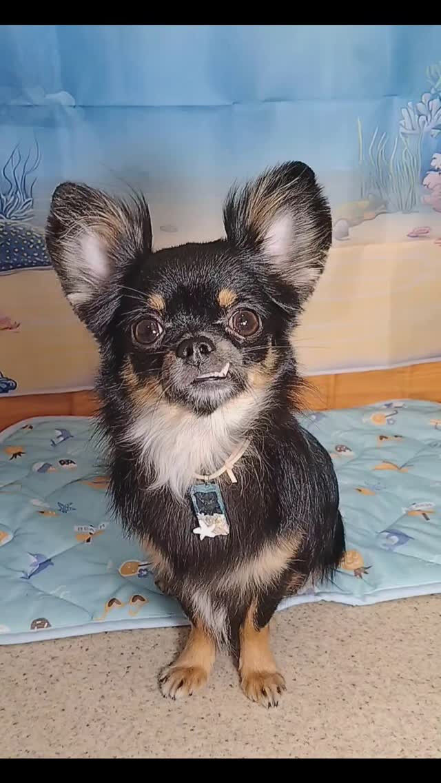ラムちゃん🐶