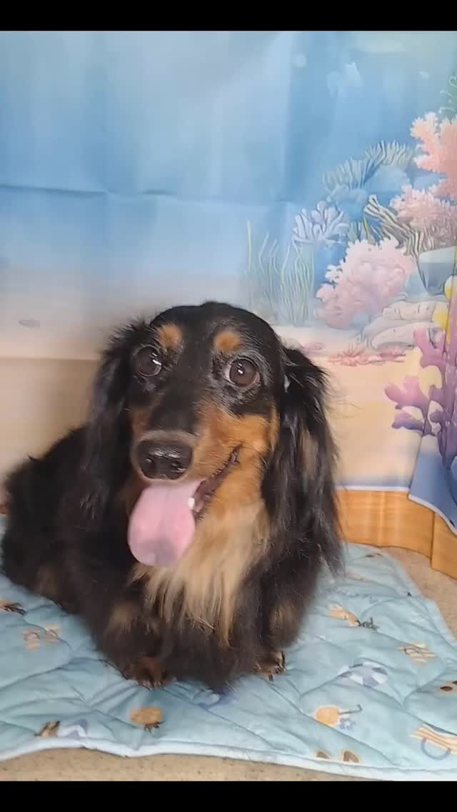 心愛ちゃん🐶