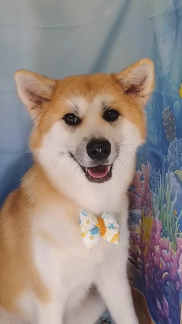 輝ちゃん🐶