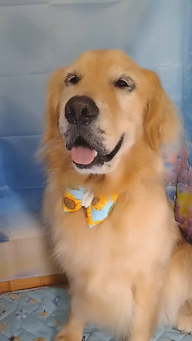 ビビちゃん🐶