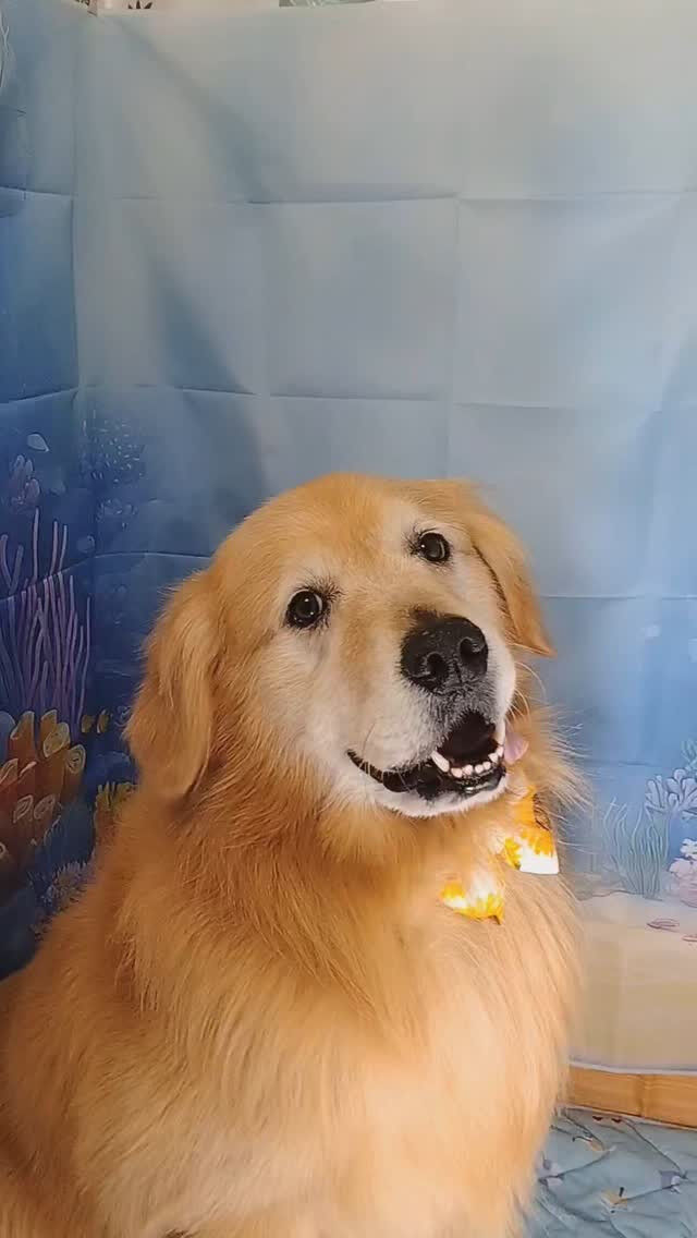 ココちゃん🐶