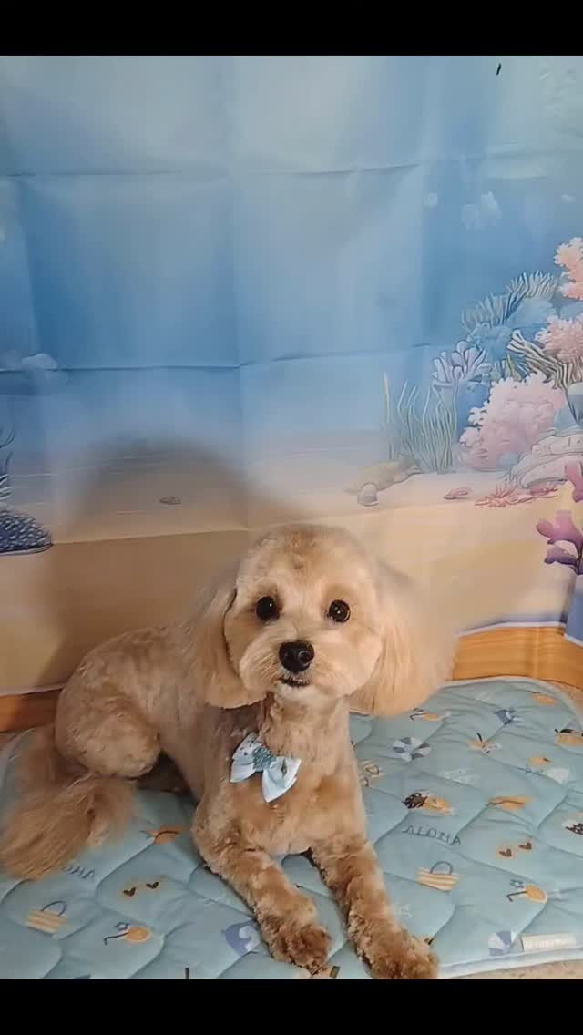 モカちゃん🐶