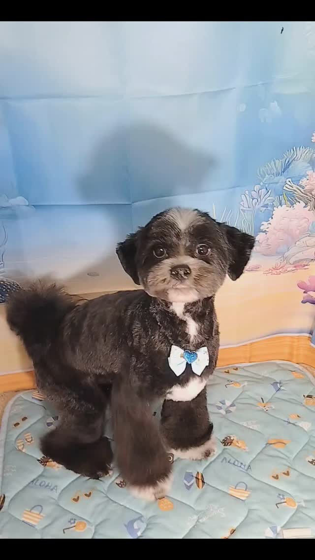 ノアちゃん🐶
