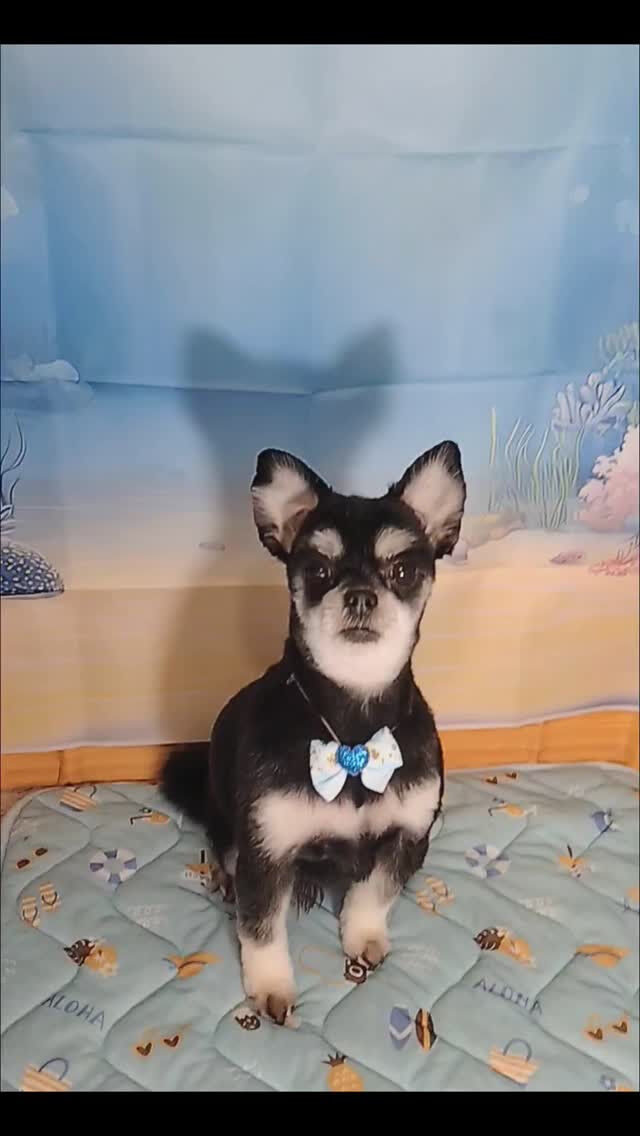 ウルちゃん🐶