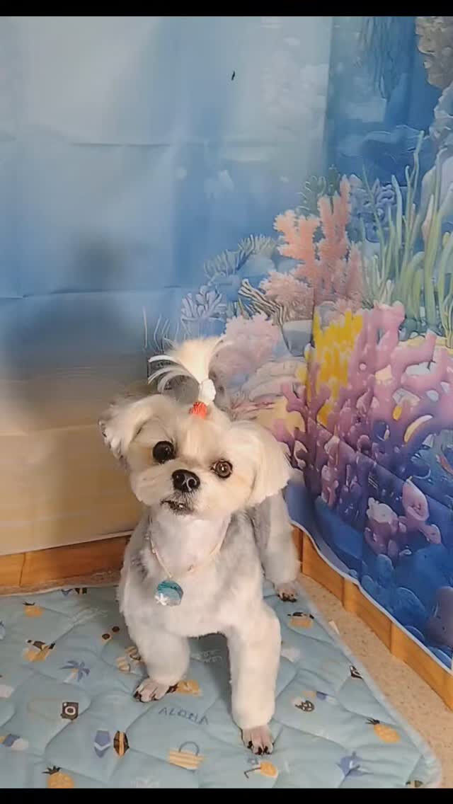のんちゃん🐶